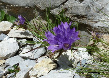 Edreianthus graminifolius