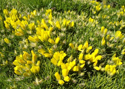 Genista horrida