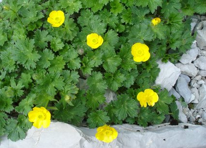 Ranunculus gouanii