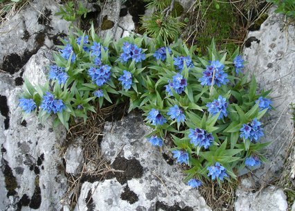 Buglossoides gastonii