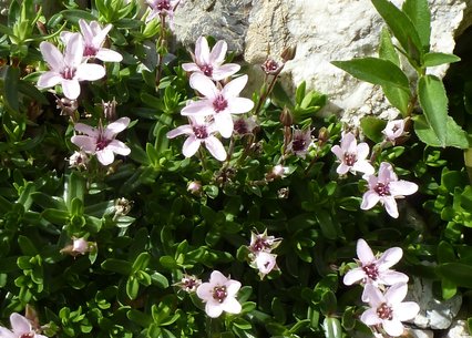 Arenaria purpurascens