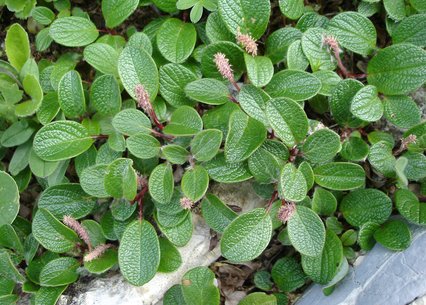 Salix reticulata