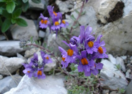 Linaria alpina