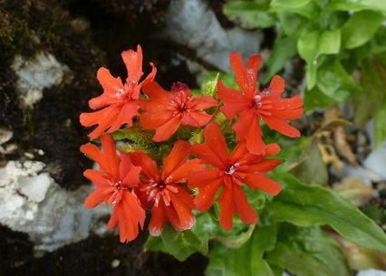 Lychnis chalcedonica