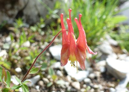 Aquilegia canadensis