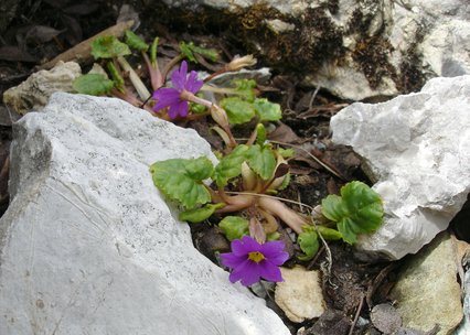 Primula juliae