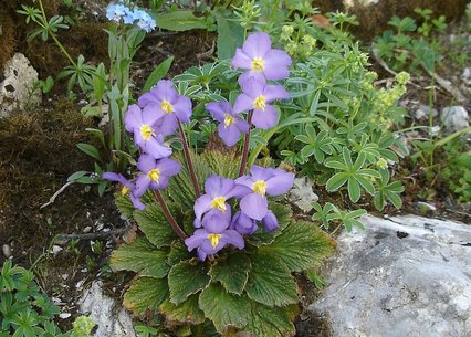 Ramonda nathaliae