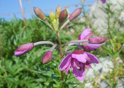 Epilobium fleischeri