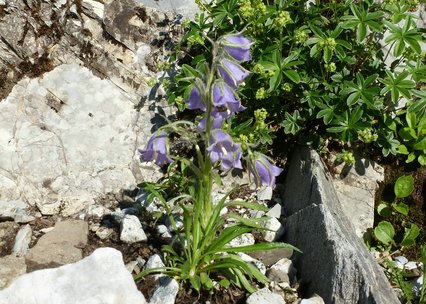 Campanula alpina