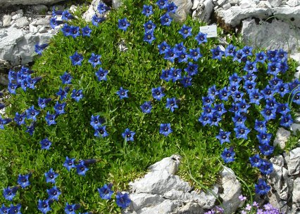 Gentiana occidentalis