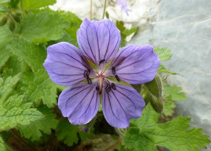 Geranium platipetalum