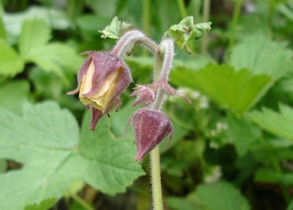 Geum rivale