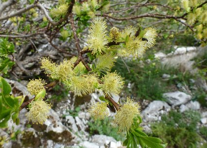 Salix myrsinifolia