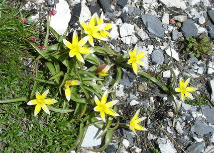 Tulipa tarda