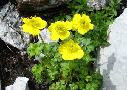 Trollius pumilus