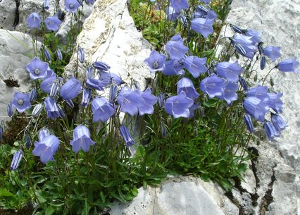 Campanula cochlearifolia