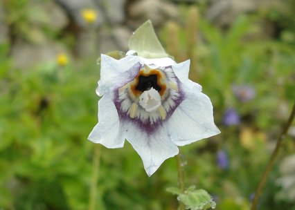 Codonopsis clematidea