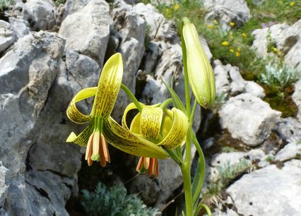 Lilium pyrenaicum