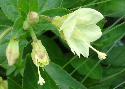 Epilobium luteum