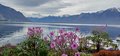Fin mars 2024 - Géranium de Madère en fleur sur les quais de Montreux