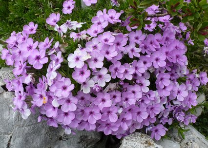 Phlox douglasii