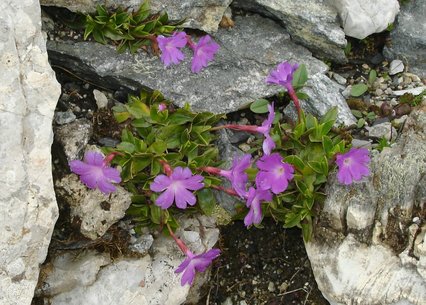 Primula wulfeniana