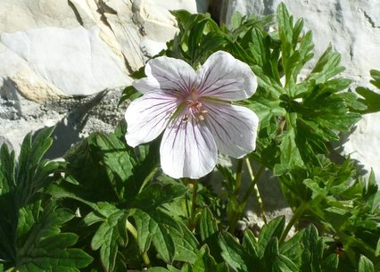 Geranium clarkei