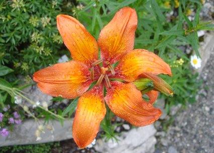 Lilium bulbiferum ssp. bulbiferum