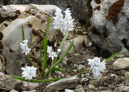 Puschkinia scilloides