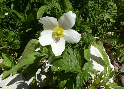 Anemone sylvestris