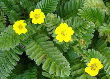 Potentilla peduncularis