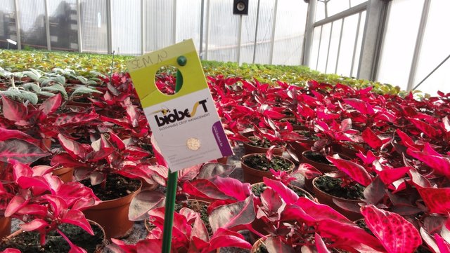 Exemple d’introduction d’auxiliaires à l’intérieur des cultures florales - Encarsia Formosa contre les Mouches blanches