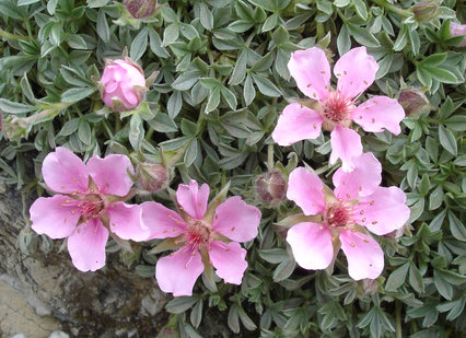 Potentilla nitida rosea