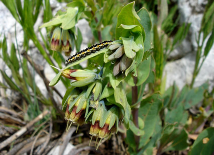 Cerinthe glabra