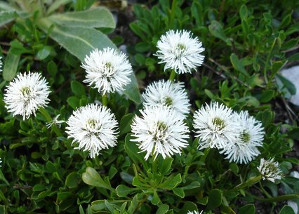 Globularia codifolia alba