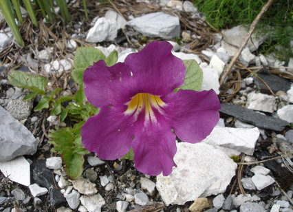 Incarvillea zhongdianensis