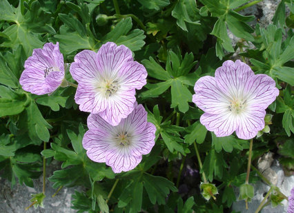 Geranium cinereum