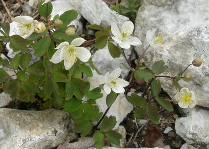 Isopyrum thalictroides