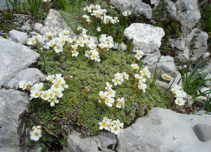 Saxifraga marginata