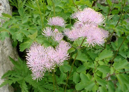 Thalictrum aquilegiifolium