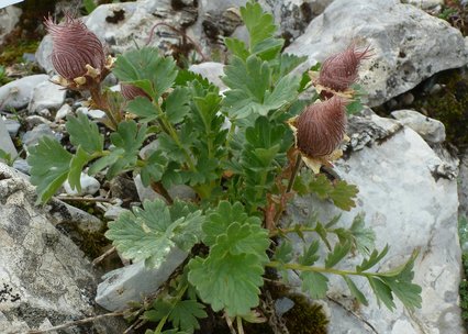 Geum reptans 