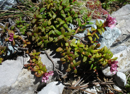 Loiseleuria procumbens