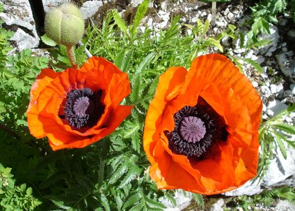 Papaver orientale