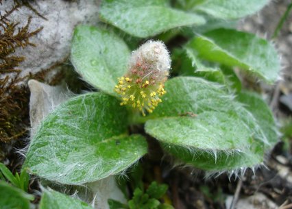 Salix subreniformis