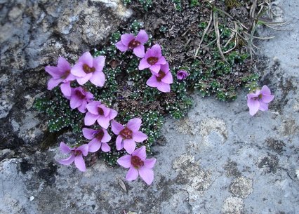 Saxifraga oppositifolia