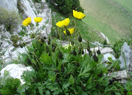 Papaver nudicaule