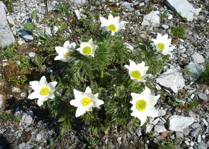 Pulsatilla alpina