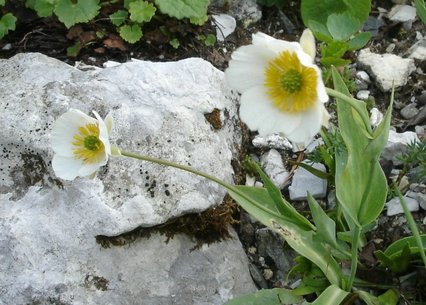 Ranunculus amplexicaulis