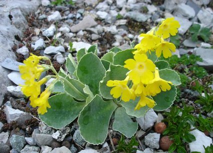 Primula auricula