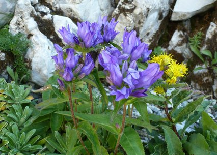 Campanula glomerata